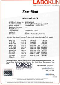 Zertifikat DNA-Profil - PCR (Elli)