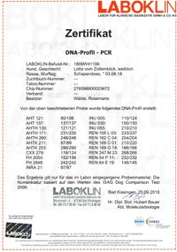 Zertifikat DNA-Profil - PCR (Lotta)